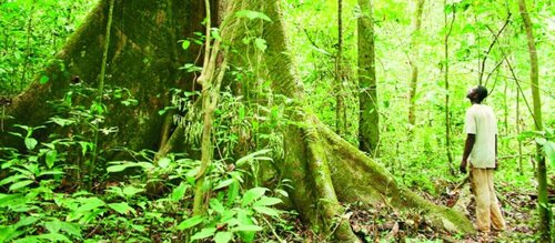Forest Watch 252 - February 2020