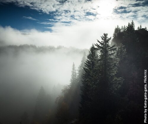 Forests and climate in the EU: trading pollution reduction for forest ambition