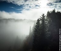Forests and climate in the EU: trading pollution reduction for forest ambition