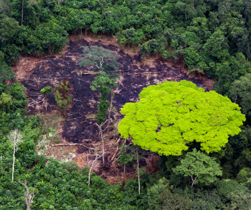 The Republic of Congo wants agriculture to be at the heart of its economic development. The EU Deforestation Regulation can limit the dangers this poses to communities and nature