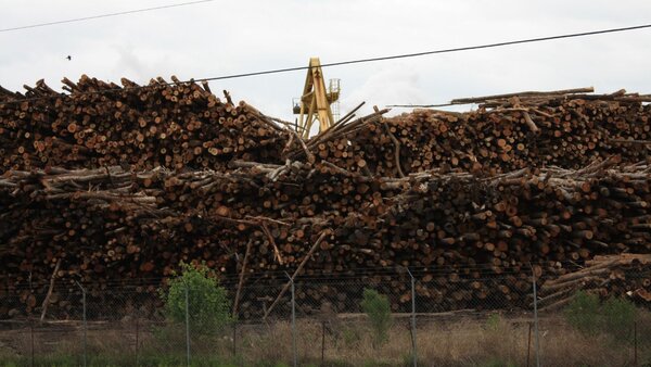 New European Commission research reveals bioenergy’s bleak impact on forests