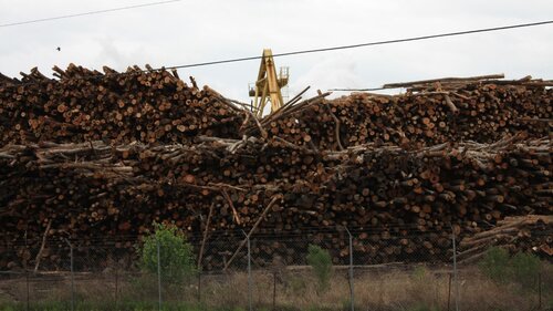 New European Commission research reveals bioenergy’s bleak impact on forests