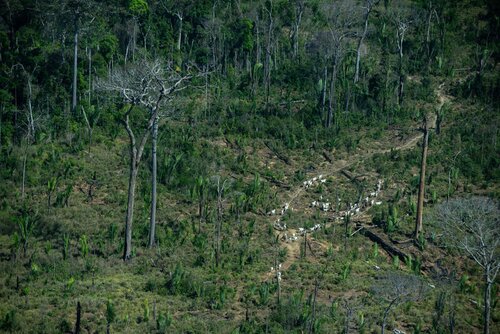 Forest Watch 271 - December 2021