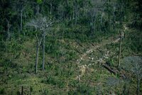Forest Watch 271 - December 2021