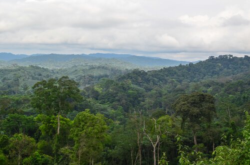 Stronger democracy means stronger forests