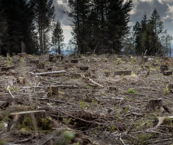 CRCF: will the European Commission reward clear-cutting forests with carbon credits?