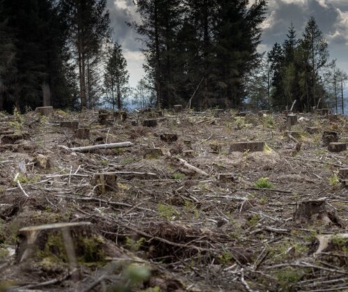 CRCF: will the European Commission reward clear-cutting forests with carbon credits?