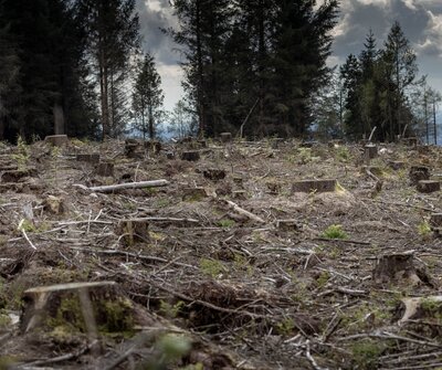CRCF: will the European Commission reward clear-cutting forests with carbon credits?