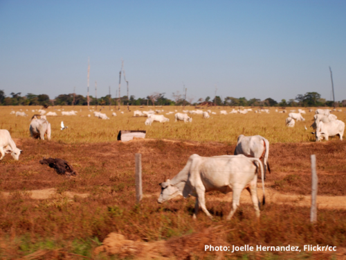 Mercosur disarray exposes EU Trade policy weakness