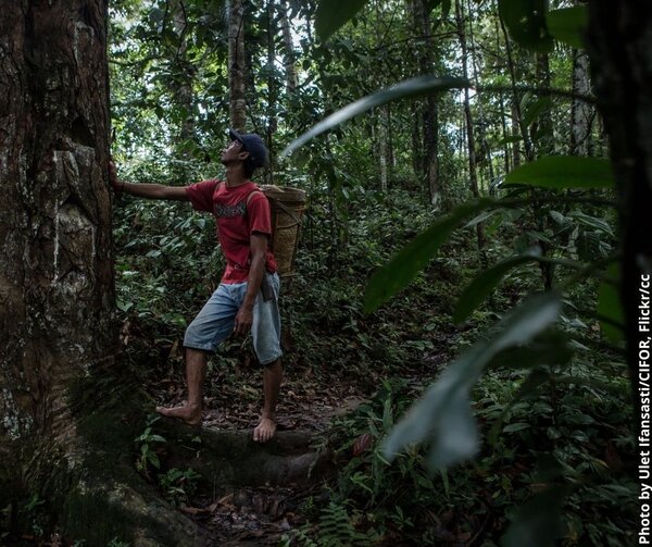 NGOs across the globe urge European Commission to uphold commitments to FLEGT