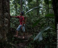 NGOs across the globe urge European Commission to uphold commitments to FLEGT