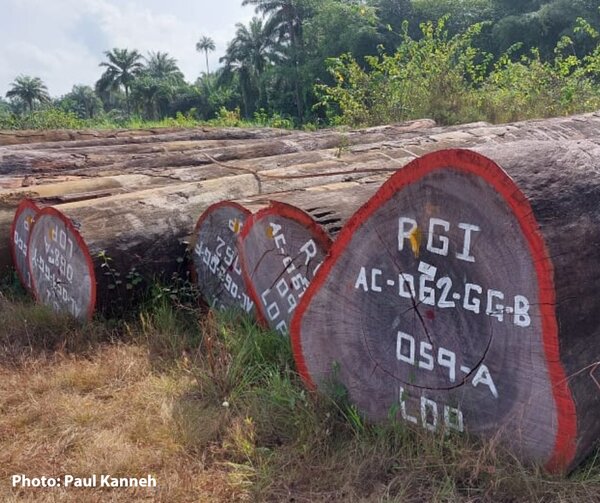 The world turned upside down: Liberia’s forest governance and enforcement mechanisms fall far short