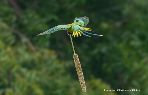 The Pledge for Nature: Concrete action for biodiversity protection must follow