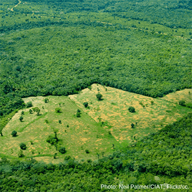 EU deforestation regulation risks being weak on enforcement and scope of commodities