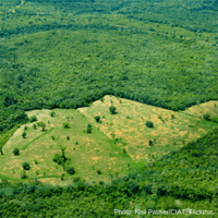 Global deforestation becoming one of the top issues in the European elections
