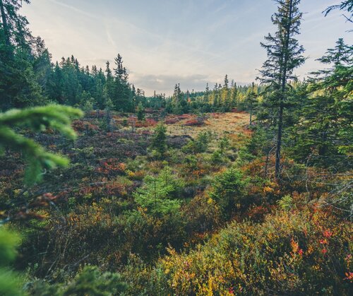 Forests, foresters and the climate set to benefit as Nature Restoration Law clears final hurdle