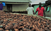 Governments acknowledge urgency of halting deforestation