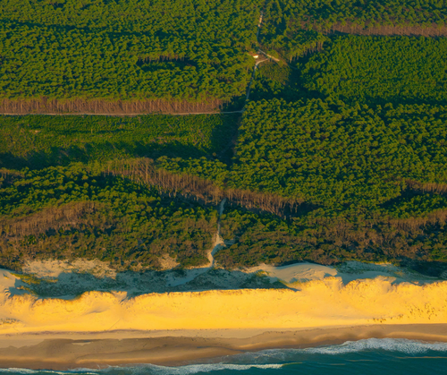 The EU carbon sink is projected to decline 39% by 2030: Europe needs to urgently reverse course