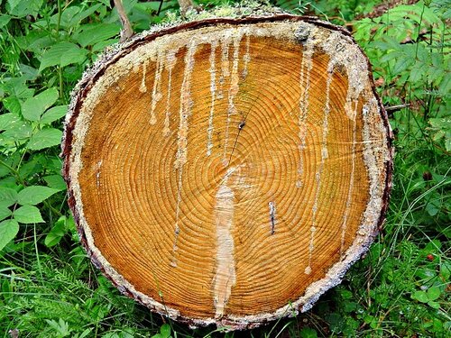 Murder and illegal logging within the EU: Strong action is needed