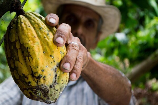 World Cocoa Conference: Fix cocoa production’s bitter aftertaste with regulation