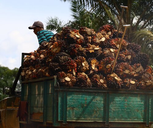 The EUDR’s limitations frustrate Indonesian civil society