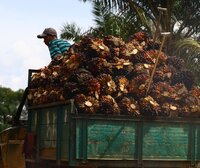 The EUDR’s limitations frustrate Indonesian civil society