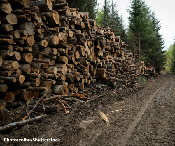 The EU Carbon Removal Certification fiasco