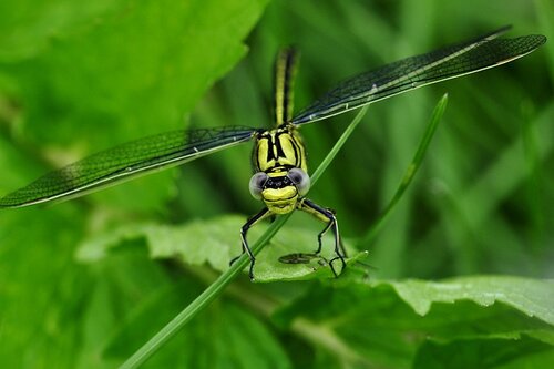 Biodiversity offsetting smacks of middle class environmentalism
