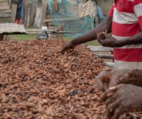 Cocoa-producing countries boycott meetings with the cocoa industry