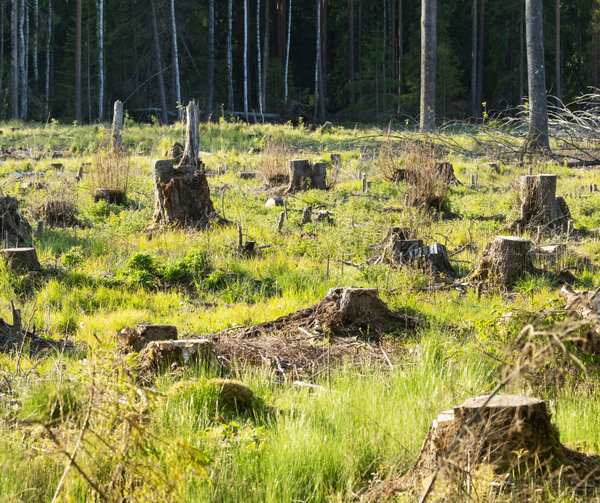 Europe’s forests are ailing, and need a more rational approach