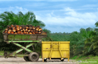 Norway will be the first to exclude high deforestation risk biofuels