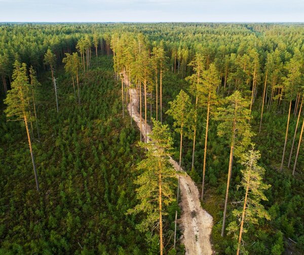 Worrying news from Finland's and Estonia’s forests