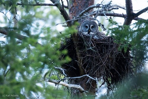Europe’s Rich and Threatened Forest Biodiversity