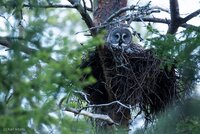 Europe’s Rich and Threatened Forest Biodiversity