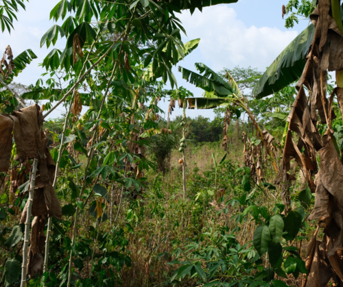 EUDR: Practical insights into cocoa cooperatives’ challenges and costs