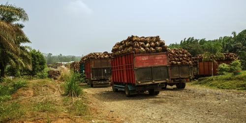 Forest Watch 311 - December 2025