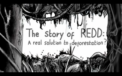 The Story of REDD: a real solution to deforestation?