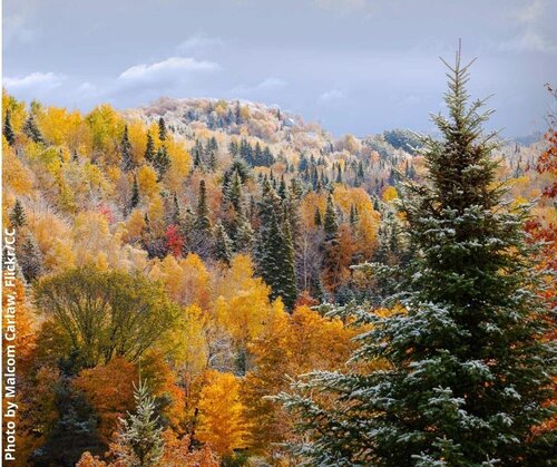 The draft EU Forest Strategy holds real promise, but can the European Commission stand up to the forest industry?