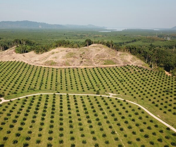 The UK may introduce mandatory due diligence for financing forest-risk sectors