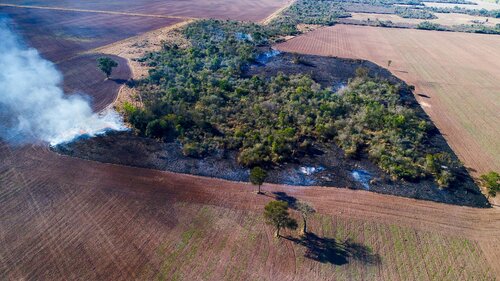 Pressure mounts on EU to act as France calls for action on deforestation