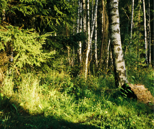 All is not lost: Baltic courts give reason to hope for the environment