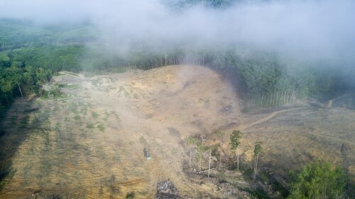 Voluntary corporate commitments no substitute for government action against illegal forest destruction, study reveals