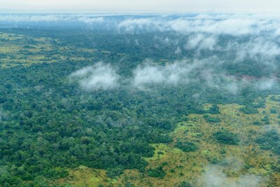 Why we can’t allow the EU-Republic of Congo forest partnership to lose momentum