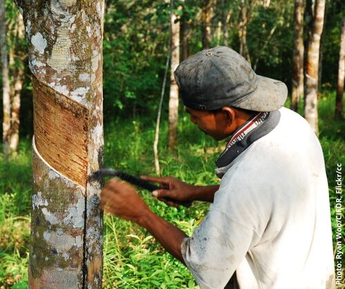 Dropping rubber from the EU’s deforestation-free supply chain regulation is not an option
