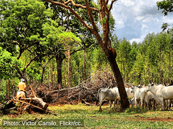 Mercosur trade deal heightens risks to forests and human rights