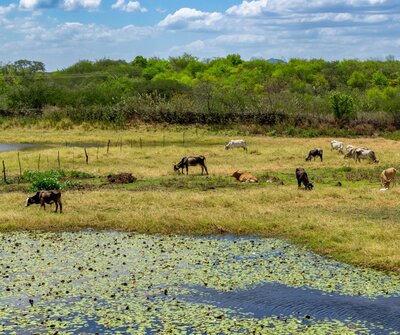 The world is off course to save forests and reach global climate targets, but positive policies are helping