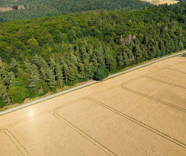 Parliament could still push for ambitious forest climate policy