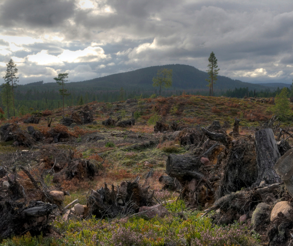 Refusing to see the forest: Europe’s data crisis threatens restoration goals