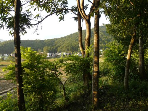 Nepal shows how forest restoration can help people, biodiversity and the climate