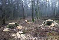 The promise of better times for Białowieża Forest
